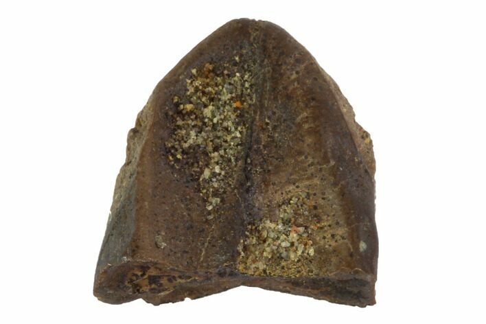 Triceratops Shed Tooth - Montana #98330
